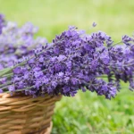 Lavender - olejek lawendowy 10ml