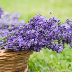 Lavender - olejek lawendowy 10ml
