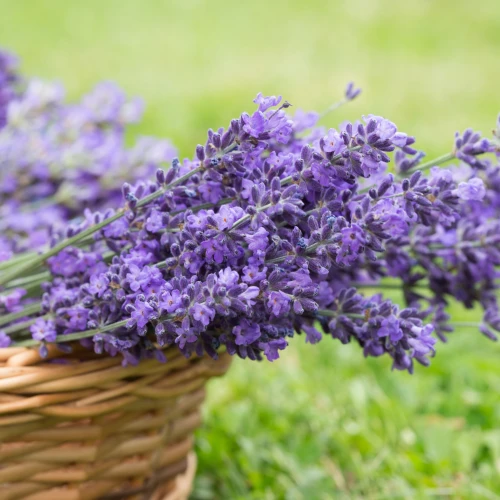 lavender