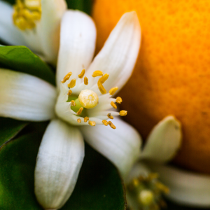 Hydrolat z Neroli - kwiatu pomarańczy gorzkiej 100ml